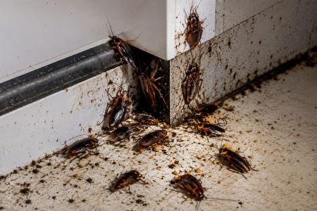 Real cockroach infestation along a kitchen baseboard in a Queens apartment
